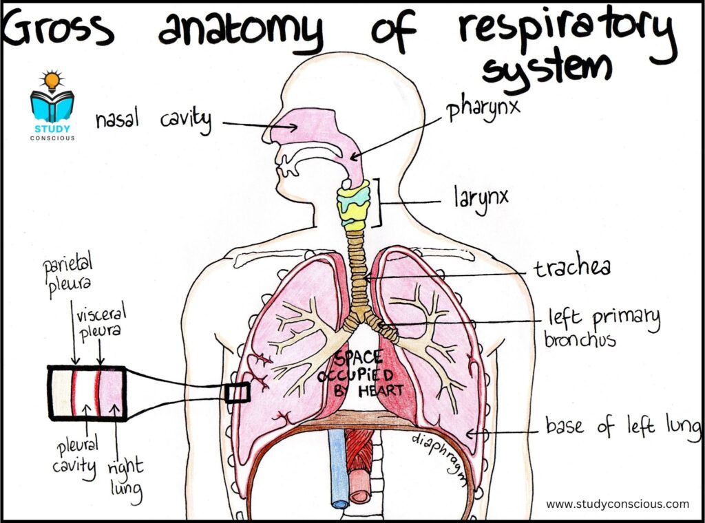 Respiratory System: Function & Anatomy, Structure, Facts, Organs