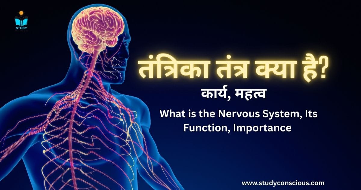 तंत्रिका तंत्र क्या है